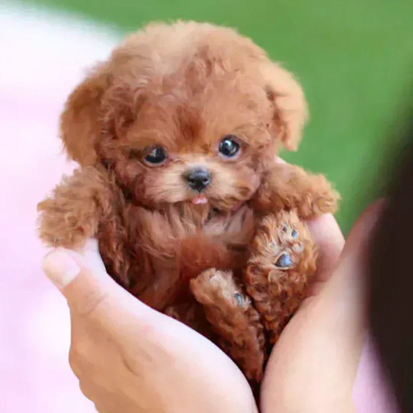 NICOO – My Playful Robot Pup🌈 🐶🐶